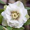 Hellebore Double Ellen White Hellebore Double Ellen White