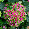 Hydrangea Glam Rock Hydrangea Glam Rock