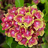 Hydrangea Glam Rock Hydrangea Glam Rock