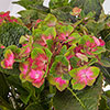 Hydrangea Glam Rock Hydrangea Glam Rock