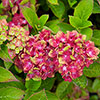 Hydrangea Glam Rock Hydrangea Glam Rock