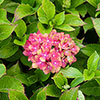 Hydrangea Glam Rock Hydrangea Glam Rock