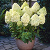 Hydrangea paniculata Limelight Hydrangea paniculata Limelight