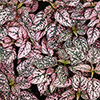 Polka Dot Plant Super Pink