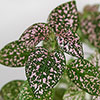 Polka Dot Plant Super Pink