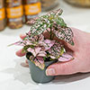 Polka Dot Plant Super Pink