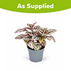 Polka Dot Plant Super Pink