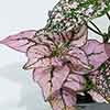 Polka Dot Plant Super Pink