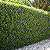 Ilex crenata Green Hedge Japanese Holly Ilex crenata Green Hedge Japanese Holly