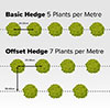 Ilex crenata Green Hedge Japanese Holly Ilex crenata Green Hedge Japanese Holly