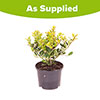 Ilex crenata Green Hedge Japanese Holly Ilex crenata Green Hedge Japanese Holly