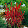 Imperata Red Baron - Blood Grass Imperata Red Baron - Blood Grass