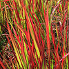 Imperata Red Baron - Blood Grass Imperata Red Baron - Blood Grass