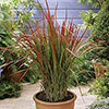 Imperata Red Baron - Blood Grass Imperata Red Baron - Blood Grass