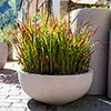 Imperata Red Baron - Blood Grass Imperata Red Baron - Blood Grass