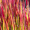 Imperata Red Baron - Blood Grass Imperata Red Baron - Blood Grass