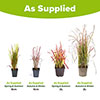 Imperata Red Baron - Blood Grass Imperata Red Baron - Blood Grass