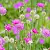Knautia macedonica (Melton Pastels) 