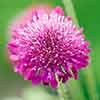 Knautia macedonica (Melton Pastels) 