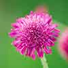 Knautia macedonica (Melton Pastels) 
