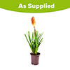 Kniphofia Flamenco Red Hot Poker Kniphofia Flamenco Red Hot Poker