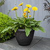 Silver Round Laurel Planter