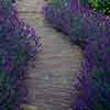 Lavender English Hidcote 