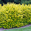 Golden Privet Hedging Golden Privet Hedging