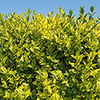 Golden Privet Hedging Golden Privet Hedging