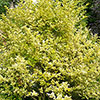 Golden Privet Hedging Golden Privet Hedging