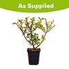 Golden Privet Hedging Golden Privet Hedging