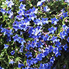 Lithodora Heavenly Blue Lithodora Heavenly Blue