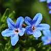Lithodora Heavenly Blue Lithodora Heavenly Blue