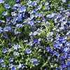 Lithodora Heavenly Blue Lithodora Heavenly Blue