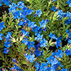Lithodora Heavenly Blue Lithodora Heavenly Blue