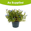 Lithodora Heavenly Blue Lithodora Heavenly Blue