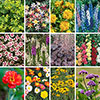 Complete Hardy Garden Perennial Collection Complete Hardy Garden Perennial Collection