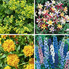 Complete Hardy Garden Perennial Collection Complete Hardy Garden Perennial Collection