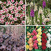 Complete Hardy Garden Perennial Collection Complete Hardy Garden Perennial Collection