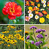 Complete Hardy Garden Perennial Collection Complete Hardy Garden Perennial Collection
