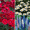 Complete Hardy Garden Perennial Collection Complete Hardy Garden Perennial Collection