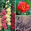 Complete Hardy Garden Perennial Collection Complete Hardy Garden Perennial Collection