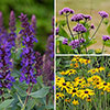 Complete Hardy Garden Perennial Collection Complete Hardy Garden Perennial Collection