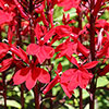 Lobelia Queen Victoria Lobelia Queen Victoria