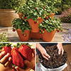 Complete Strawberry Sweet Colossus Patio Collection Complete Strawberry Sweet Colossus Patio Collection
