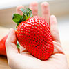 Complete Strawberry Sweet Colossus Patio Collection Complete Strawberry Sweet Colossus Patio Collection