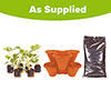 Complete Strawberry Sweet Colossus Patio Collection