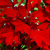 Lobelia Queen Victoria Lobelia Queen Victoria