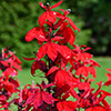 Lobelia Queen Victoria Lobelia Queen Victoria