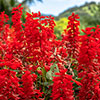 Lobelia Queen Victoria Lobelia Queen Victoria